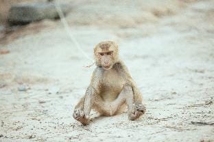 Palm Garden Bungalows 1 Vacation rental in Sala Dan