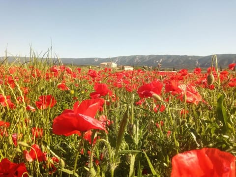 Gite LE PETIT LUBERON COQUELICOT Apartment in Gordes