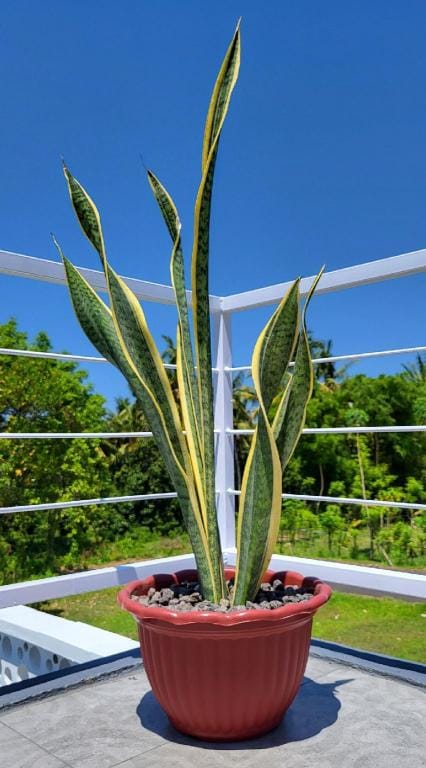 Villa Pasa - Minimalist Villa with Rooftop Villa in Buleleng