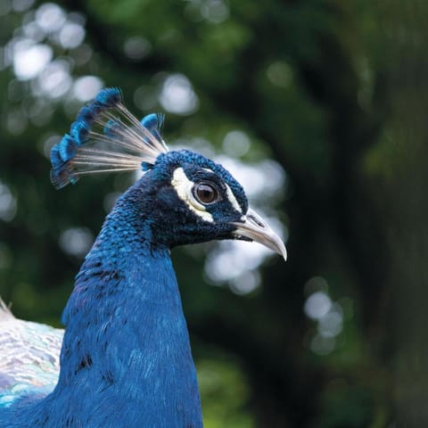 Suite 9 - Sleeping Giant Hotel - Pen Y Cae Inn Apartment in Wales