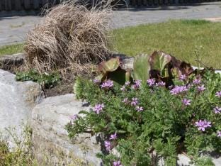 Beachside Getaway with Garden barbecue Vacation rental in Zeeland, Netherlands