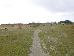Sandpiper on Rugen Vacation rental in Mecklenburg-Vorpommern, Germany