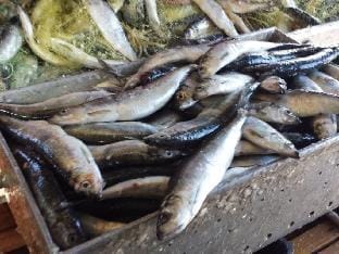 to the beach Comfortable holiday residence Vacation rental in Lubmin