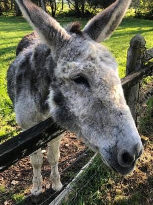 Les gites de l'Abeaupiniere Vacation rental in Centre-Val de Loire
