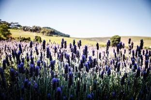 Unit  CASA VERDE SUITES  Apartment in Cape Town