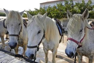 Villa in Bellegarde near Pont du Gard Apartment in Provence-Alpes-Côte d'Azur