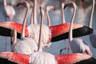 Cottage in Bellegarde near Camargue Reserve Vacation rental in Provence-Alpes-Côte d'Azur