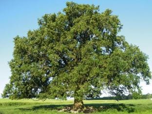 Ferienhaus, Plau am See Vacation rental in Mecklenburgische Seenplatte