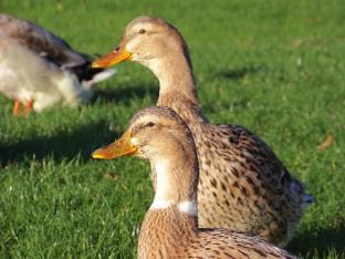 Doppelhaushalfte, Twietfort Vacation rental in Plau am See