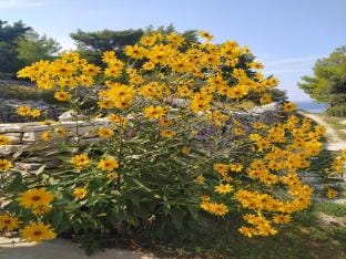 Holiday Home Luna - Two Bedroom Holiday Home with Sea View Vacation rental in Dubrovnik-Neretva County