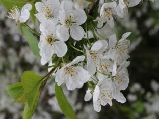 Wohnung in Blowatz an der Ostseekuste Apartment in Mecklenburg-Vorpommern, Germany