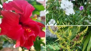 Bung Bud Homestay Kohyaonoi Vacation rental in Krabi Changwat