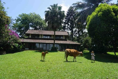 Temuku Pupuan Organic Farm Retreat Vacation rental in Bali