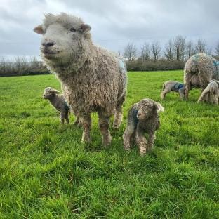 Beautiful One Bed Studio (dog friendly) Vacation rental in Bridgwater