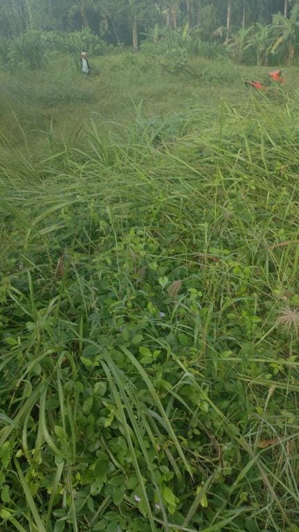 Arjuna garden view and pool Hotel in Payangan