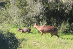 Wild Rescue Nature Reserve Vacation rental in Western Cape