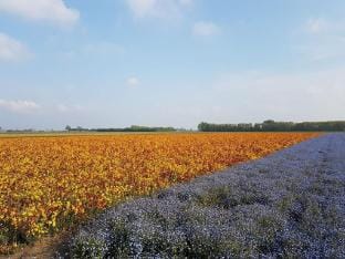 Quietly located holiday home in Zeeland Vacation rental in Bruinisse