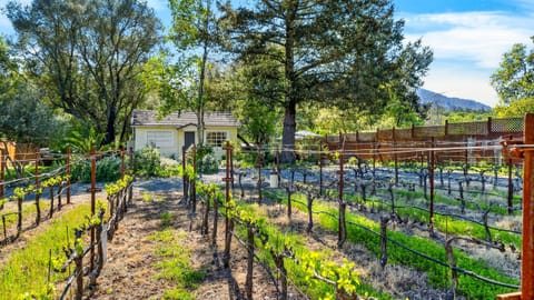 Welcome to Grapevine Cottage!