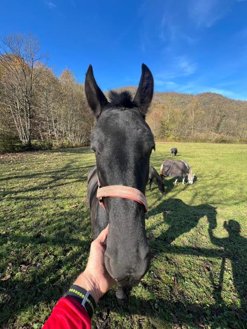 Cascina Canale Apartment in Province of Brescia