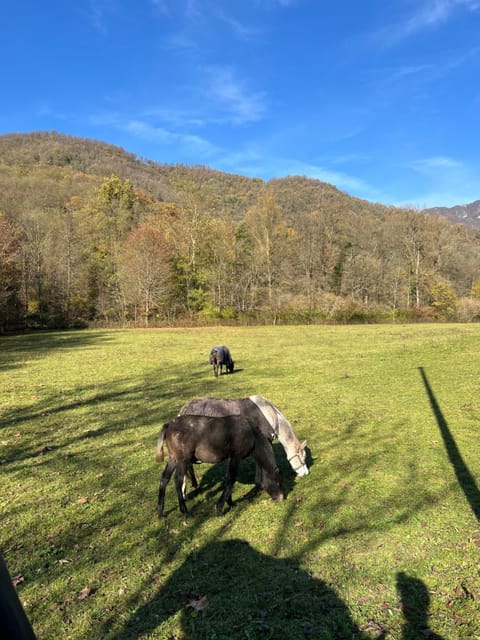 Cascina Canale Apartment in Province of Brescia