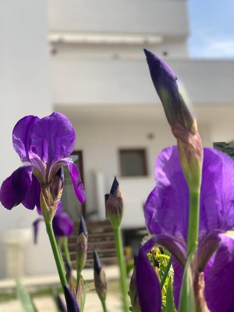 Villa Rreze Dielli Bed and Breakfast in Vlorë