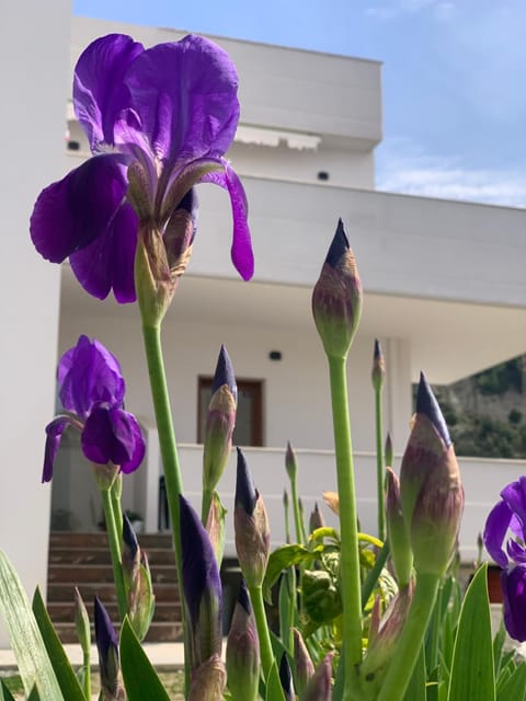 Villa Rreze Dielli Bed and Breakfast in Vlorë