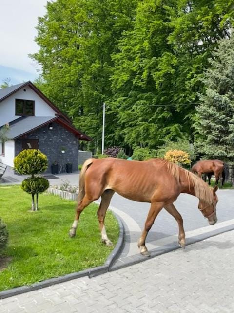 Animals