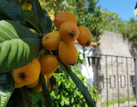 Day, Garden, Garden view, Street view, Quiet street view