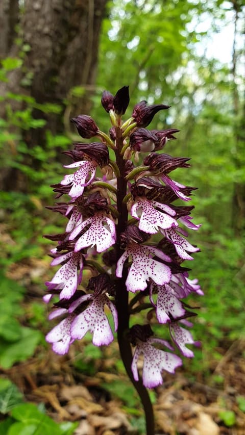 Baita Agaz House in Trentino-South Tyrol