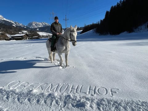 People, Natural landscape, Winter, Horse-riding, Skiing, Skiing, Animals