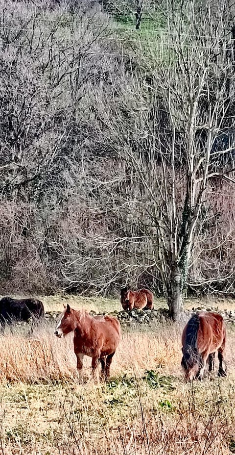 Animals