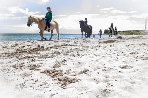 Horse-riding, Horse-riding, children