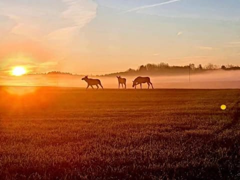 Sielski Zakątek Apartment in Lithuania