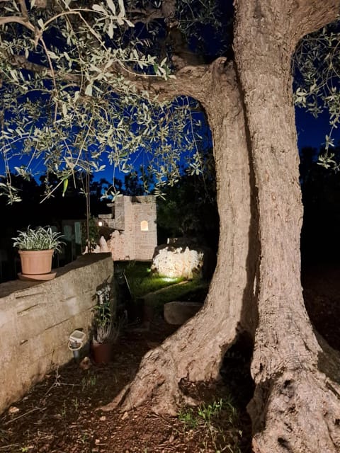 Night, Garden, Garden view