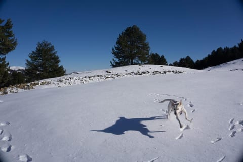Winter, Pets