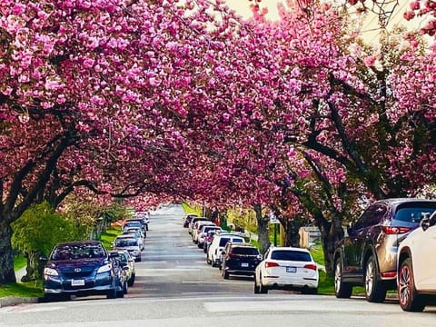 Newly Renovated Walkout Basement in Vancouver with Separate Entrance Bed and Breakfast in Vancouver