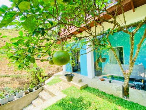 Day, Garden, Garden view