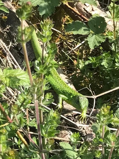 Réveil aux chants des oiseaux Apartment in Normandy