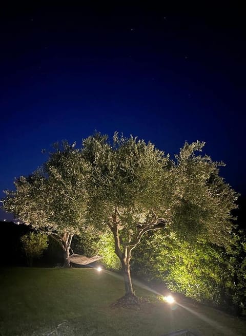 Night, Natural landscape, Garden, Garden view