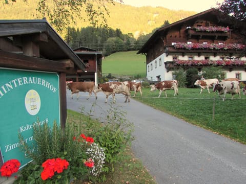 Day, Natural landscape, Animals, Mountain view