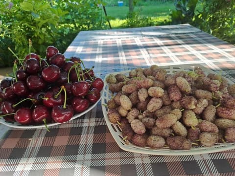 Holidayhome with 100% bio food House in North Macedonia