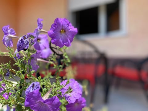 Balcony/Terrace, Garden view