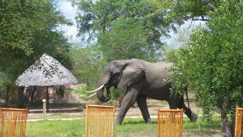 Day, Animals