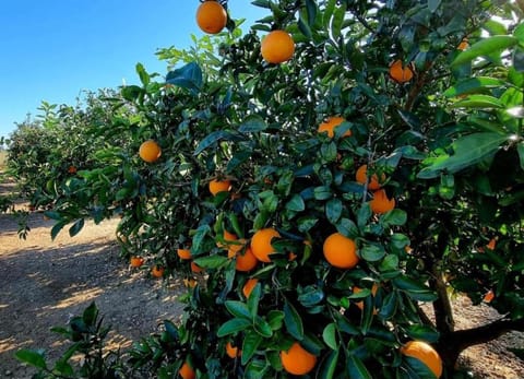 veronica House in Ribera Baixa