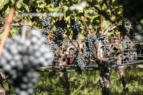 Natural landscape, Garden