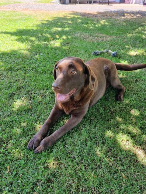 appartement "chez Luna" rez-de-jardin maison individuelle Apartment in Auvergne-Rhône-Alpes