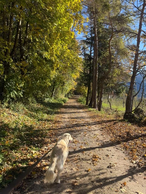 Ciasa Erica - Val di Non Apartment in Trentino-South Tyrol