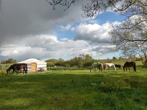 Property building, Natural landscape, Animals