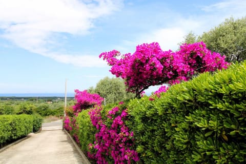 Natural landscape, Garden, Garden view