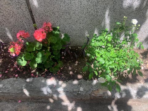 la côte magique Apartment in Dubrovnik-Neretva County